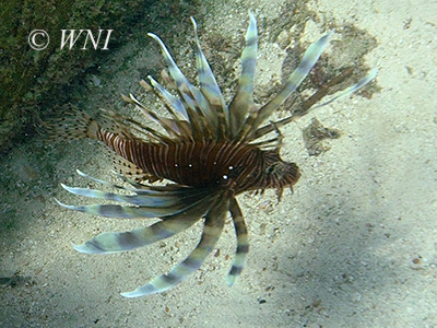 Red Lionfish (Pterois volitans)